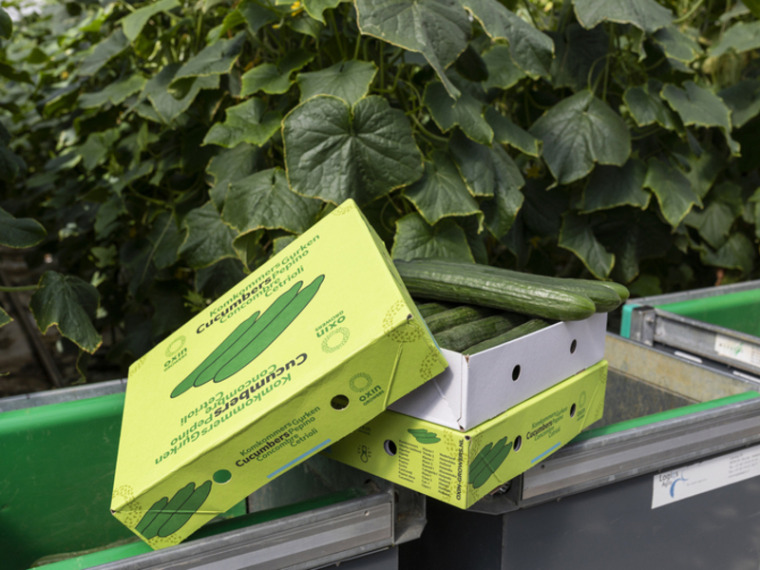 Oxin Growers boxes