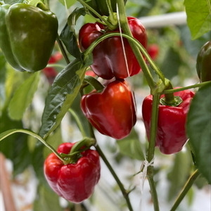 Nidia, Remco en Justin Bos