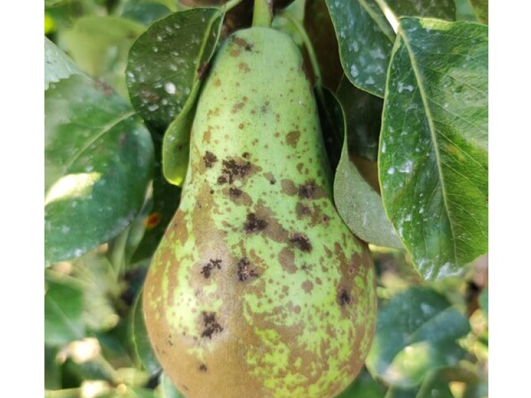 Onderzoeksproject naar beheersing perenschurft door Oxin Growers 