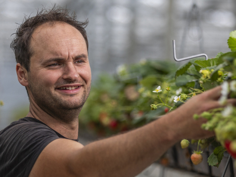 Aardbeienkwekerij Verhage: samen met Oxin Growers snelle duurzaamheidsslag gemaakt