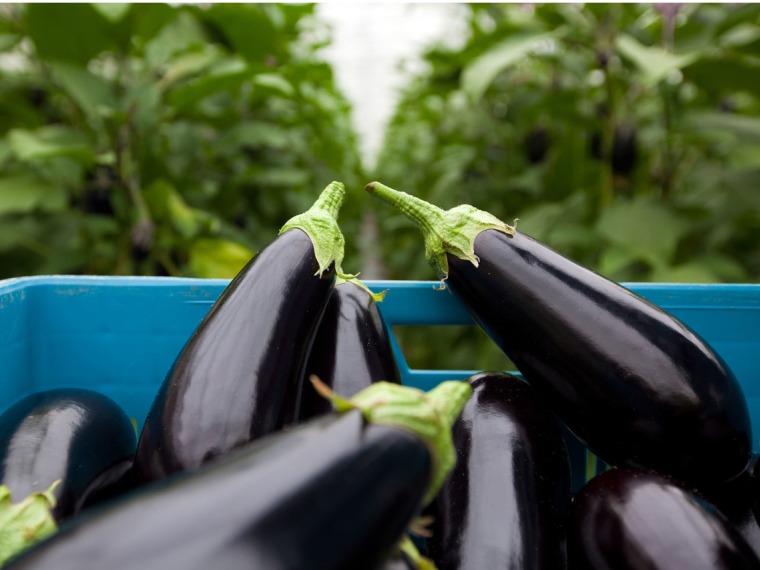 Eggplant