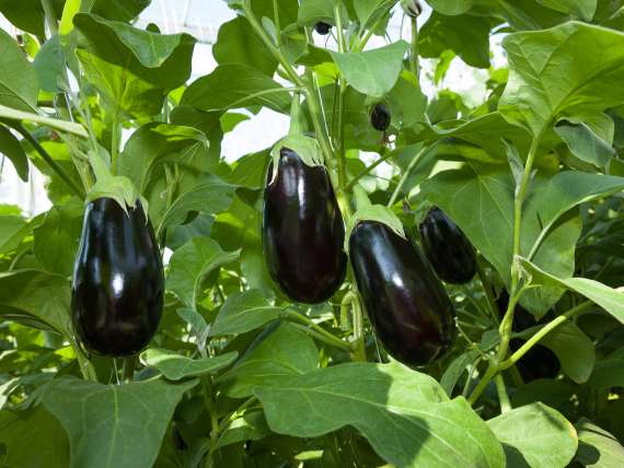 Eggplant - Oxin-Growers