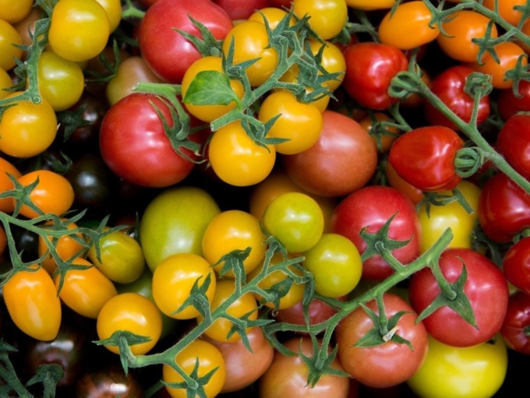 Spezialitäten Tomaten