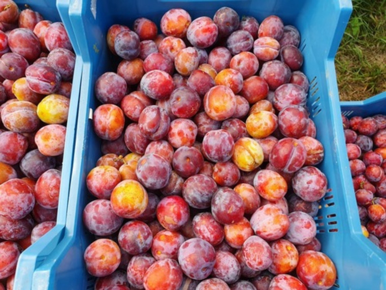 Plums