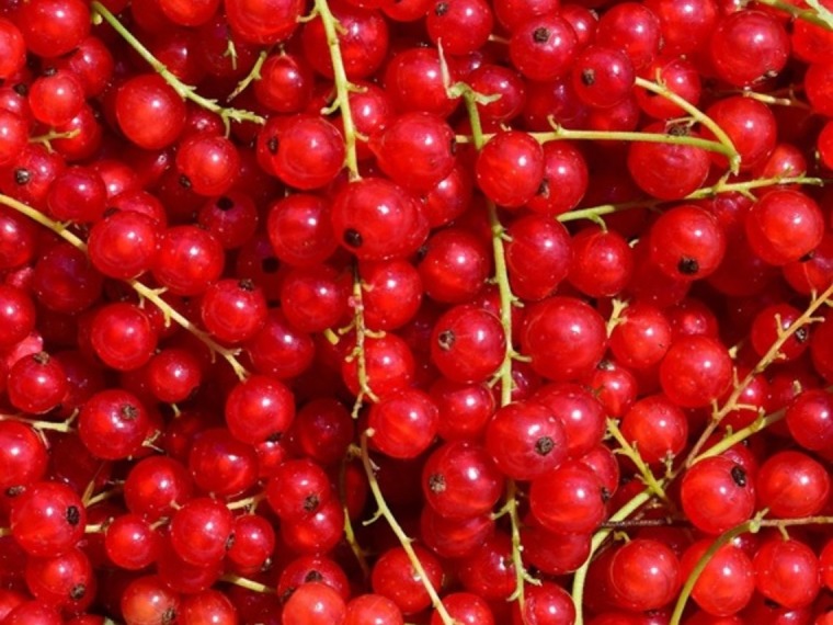 Rote Johannisbeeren